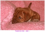 pups2007 141